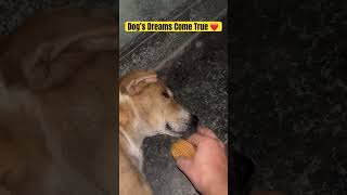 Hungry Dog’s Dreams Come True shorts ytshorts doglover animalscasa cutedogs [upl. by Preciosa]