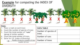 How to compute Index of Diversity and Population Density  Science 9 Q1 [upl. by Lusa732]