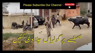 Bhainsa Bhaag Gya  Latest Qurbani Video 2022  Karachi [upl. by Oigolue]