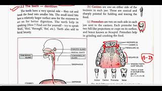 digestive system 1 icse class 9 concise biology class 9 Selina biology mee academy kolkata [upl. by Ingvar]