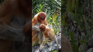 Captivating Proboscis Monkey Discovering Borneos Endemic Treasure 🐒 [upl. by Diannne]