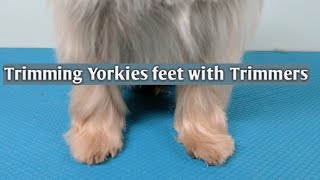 How to Trim Yorkies Feet with Trimmers [upl. by Mairim]