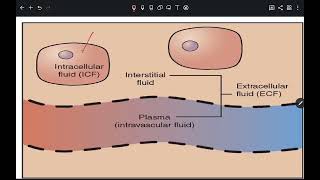 Fluid therapy especially surgery [upl. by Dnaltiac219]