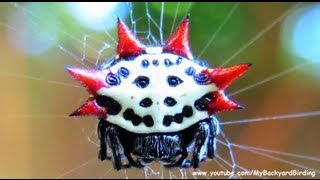 Spiny Orb Weaver Spider  A Work of Art [upl. by Akinas249]