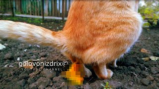 Golovonizdrix The Best Pooping Cat In The World  High Quality Content My Garden [upl. by Yenhoj585]