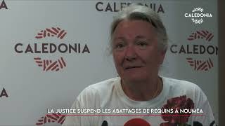 La justice suspend les abattages de requins à Nouméa [upl. by Ranzini]