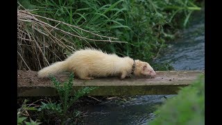 Ferreting amp catching rabbits in the UK 108 in under 8 minutes [upl. by Farly]