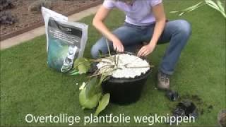 36Vijverplanten planten Pubflv [upl. by Aneg]