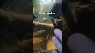 Horn Parrot X Convict Cichlid Cross Breeding cichlid fishbreeding [upl. by Ahsimet753]