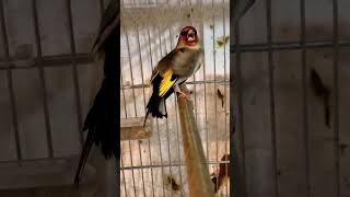 goldfinch youtubeshorts birds shorts [upl. by April133]