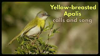 YELLOWBREASTED APALIS contact calls and song [upl. by Cnut]