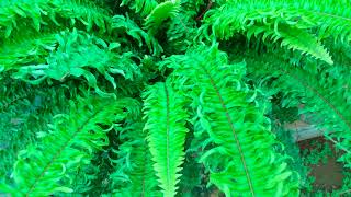 Fern plant with sporangia [upl. by Amled607]