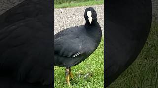 meerkoet coot cleaning itself and looking at me amsterdamse bos amsterdam nederland netherlands [upl. by Anertak]