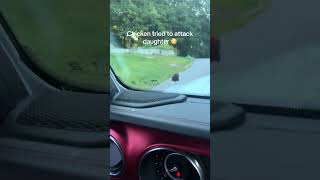 Chicken tried to attack daughter shorts viralvideo trending [upl. by Alcot]