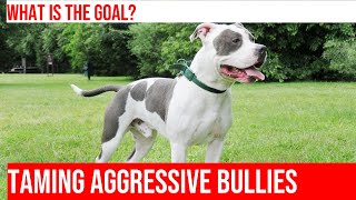 American Bullies How to Handle Aggression Towards Other Dogs [upl. by Bay763]