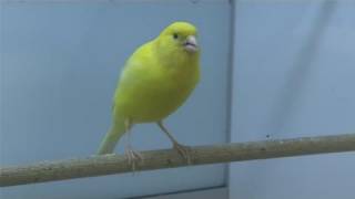 How To Care For Canary Birds [upl. by Netram134]