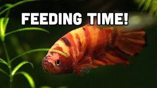 How to feed a Betta in a Community Tank [upl. by Noedig993]