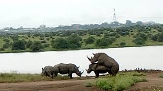 Rhinos mating at Nairobi national park [upl. by Tilda]