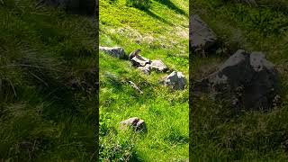 Marmotta salendo sul Monviso 13072024 con il Motoclub Amici de Mutor di Faenza [upl. by Ramsdell546]