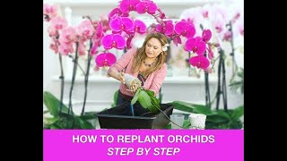 ORCHID CARE 🍃REPOTTING ORCHIDS REPLANTING ORCHIDS 🌿 Shirley Bovshow [upl. by Josephina601]