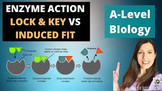 Lock and key hypothesis Vs Induced fit hypothesis  How Enzyme works [upl. by Eloisa892]