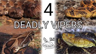 4 deadly vipers venomous snakes snakebite Terciopelo Puff adder Carpet viper Russells viper [upl. by Barnaby368]