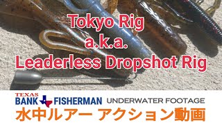 TOKYORIG bassfishing チェリーリグ 水中ルアー動画  UNDERWATER FOOTAGE LEADERLESS DROP SHOT 水中ルアーアクション動画 [upl. by Opiuuk]