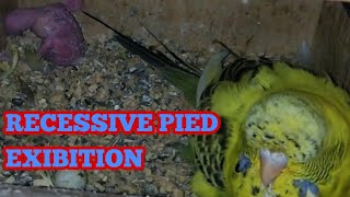 Exhibition Breeder Pair  Recessive Pied Budgies Exhibition On Breed [upl. by Ybbil]