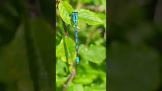 A Common Blue Damselfly posing remarkably well to show its distinctive features [upl. by Abisia]