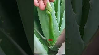 Aloe Vera Plant Care🌿Aloe Vera Flower🔥एलोवेरा✨एलोवेरा का पौधा कैसे लगाएं ashasgardenstoryshorts [upl. by Yates160]