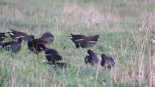 Waterhoen  Moorhen Teichhuhn [upl. by Ahsoyek217]