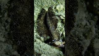 Flatworms Phylum Platyhelminthes [upl. by Ahsilra]