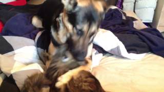 Odin The Dog Eating his Friend Pixel the Kitten 1 [upl. by Dnomaj]