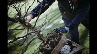 Przesadzanie Bonsai  Grab Pospolity  Bonsai repotting EN subtitles [upl. by Udenihc]