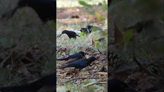 A gaggle of Grackles [upl. by Alohcin]