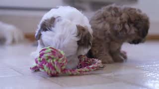 Robert Millers Shih Poo Puppies [upl. by Akinaj299]