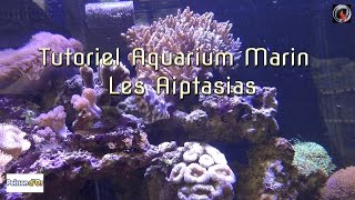 Tutoriel aquarium marin Les Aiptasias [upl. by Kroll]