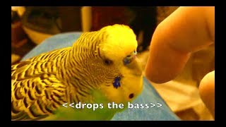 Talking Parakeet Budgie Talks Nonstop Captioned [upl. by Ullyot]