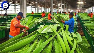 Harvest and Producing Aloe Vera Gel on A Massive Scale  Agriculture Technology [upl. by Rhodes]