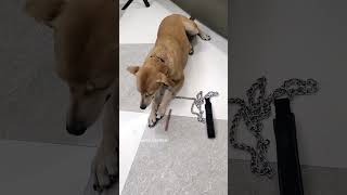 Chew sticks kha Rahi meri BHURI 🐾🐕doglover viralvideo pets [upl. by Cohe]