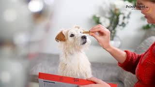 HundeAdventskalender mit Foto [upl. by Aynotan]