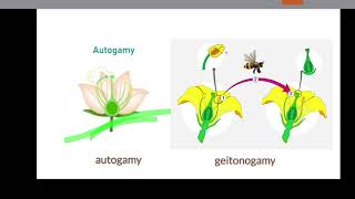 autogamy and geitonogamy class 12 [upl. by Lillie]