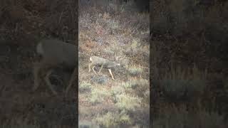 GIANT buck down hunting wildlife outdoors deer muledeer idaho liveaction wstrnelvtn [upl. by Siol]