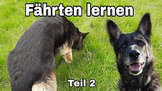 Fährtentraining beim Hund Fährten Aufbau wie ich das fährten lernen kann Teil 2 [upl. by Olyhs]