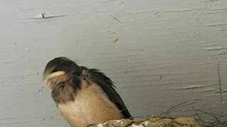 Baby Barn Swallow [upl. by Kezer497]