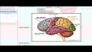 Vias Aferentes e Eferentes do Sistema Nervoso  Parte 01  NeuroLogia em Mapas Mentais [upl. by Mcfadden]