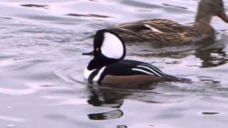 Hooded Merganser Sound [upl. by Halladba]