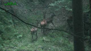 Rotwild im Odenwald 29092009 [upl. by Petuu132]