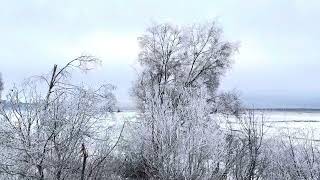 Lifted Ice Fog Crates Alaskan Winter Wonderland as Frosted Trees Frame Ocean Ice Field [upl. by Coffeng]