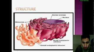 Biologie Cellulaire le réticulum endoplasmique [upl. by Elinet]